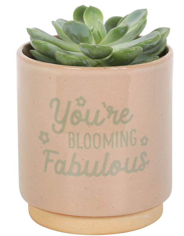 Cover: Cream Speckle Blooming Fabulous Plant Pot